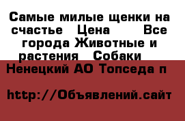 Самые милые щенки на счастье › Цена ­ 1 - Все города Животные и растения » Собаки   . Ненецкий АО,Топседа п.